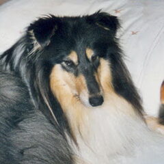 Scottlyme Velvet Kiss roepnaam Cher geboren op 20-4-1997…