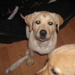Dit is angel de labrador pup