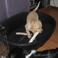 hier is angel nog een keer