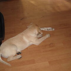 weer angel