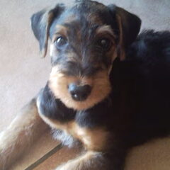 Dit is mn hond-je van 8 weken ( Jado )