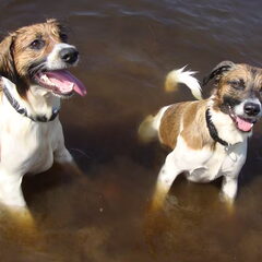 broetjes Woef en Diesel