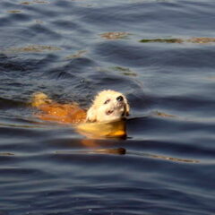 Turbo onze kleine bever