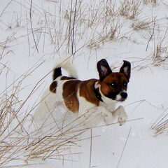 heerlijk die sneeuw