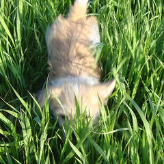 turbo kleiner als een grasspriet