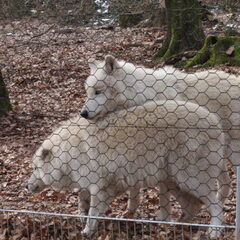 wolfies