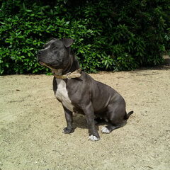 Dit is Tank nu