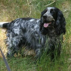 Dieske cockerspaniel 4 jaar