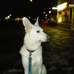 Igar Onze Witte Herder In De Winter:)