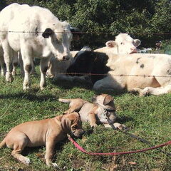 Boerboelpups wennen aan andere dieren