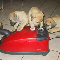 Boerboelpups wennen aan vreemde geluiden en voorwerpen.