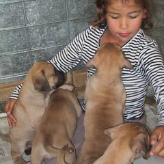 Boerboelpups wennen aan kinderen en vreemde personen.