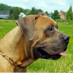 Onze prachtige Boerboelreu met een gouden karakter ! RED…