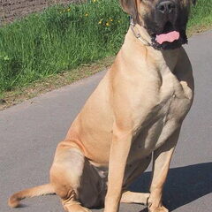 Boerboelteefje