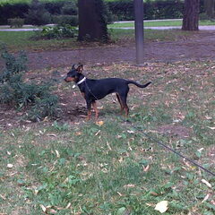 Lina in het park in Cacak, Servie. Helaas kan ze daar niet…