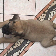Boerboelpupje