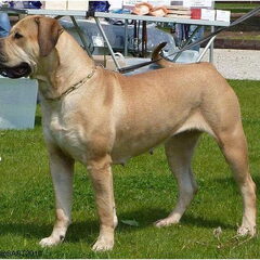 Boerboelteef op de keuring.