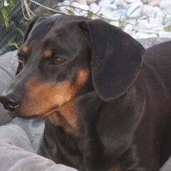 Dit onze Max de beste vriend van onze Lou , de Max is echt…