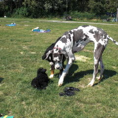 zo he moet dit ook een hond voorstellen , he baasje is dit…
