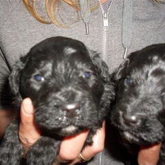 'Koningsbouvier'-pups 17 dgn. oud.