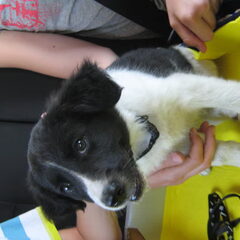 Laika in de auto!