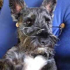 Billy aan het chillen in de tuin