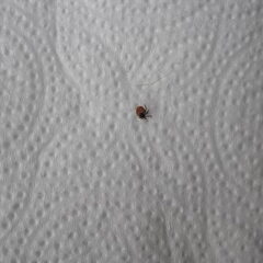 Hier de eerste teek bij bean. Hij leeft ook nog die teek…