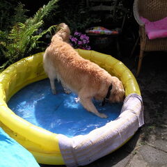 poochy