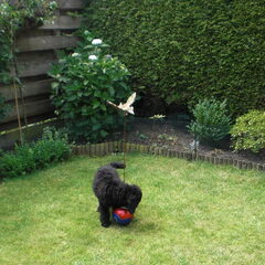 raider met de bal aan het spellen