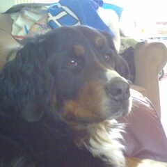 micha