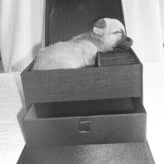 we hebben er nu ook een mexx bij een pup van 6 weken luna…