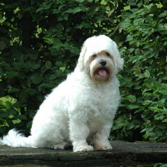 Fi ,Boomer geb 1995 en overl 2010 Hij was een prachtige…