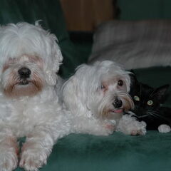 onze drie schatjes,Fike +15/03/10, Trees en Silvester