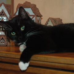Sivester 5jaar