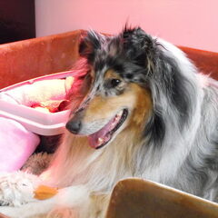 Dit is Luna net moeder geworden van 7 puppies. een trotse…