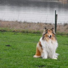 Jura is even oud als Trico. en is moeder van Stevie, onze…
