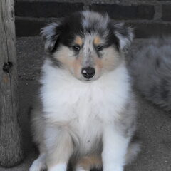 Milo blue merle teefje 2010