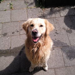 Poochy