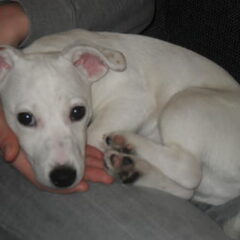 Hier is Hummer 4maandjes