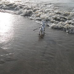 Hummer voor de eerste keer op het strand!