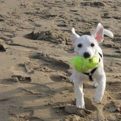 Hummer is helemaal Happy!