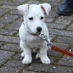 Hummer op Puppy cursus!