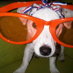 WK hond!