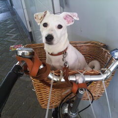 Hummer in zijn fietsmand!