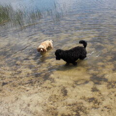 vanmiddag weer heerlijk in het water. lekker geniet bean en…