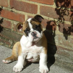 Onze kleine Bully, paar maandjes oud.