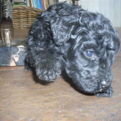 Terry - vier weekjes oud