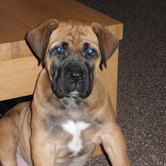 lola 9 weken