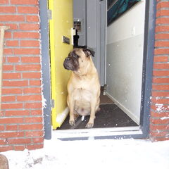 Igor r.i.p