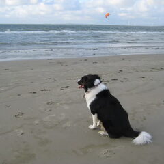 Wollie ook aan de zee...